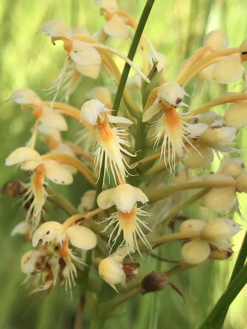 Green Orchid photo 4