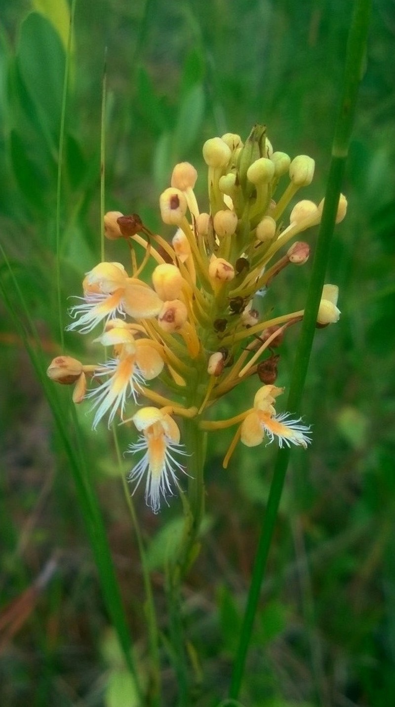 Green Orchid photo 5
