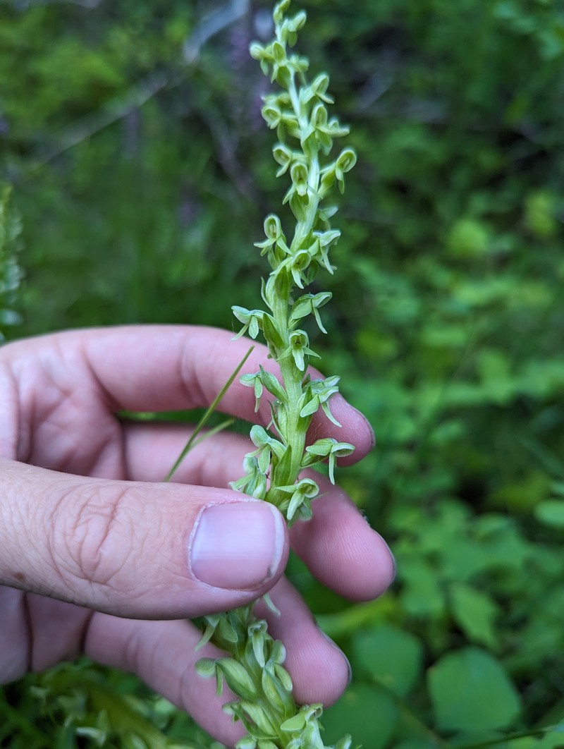 Platanthera × estesii