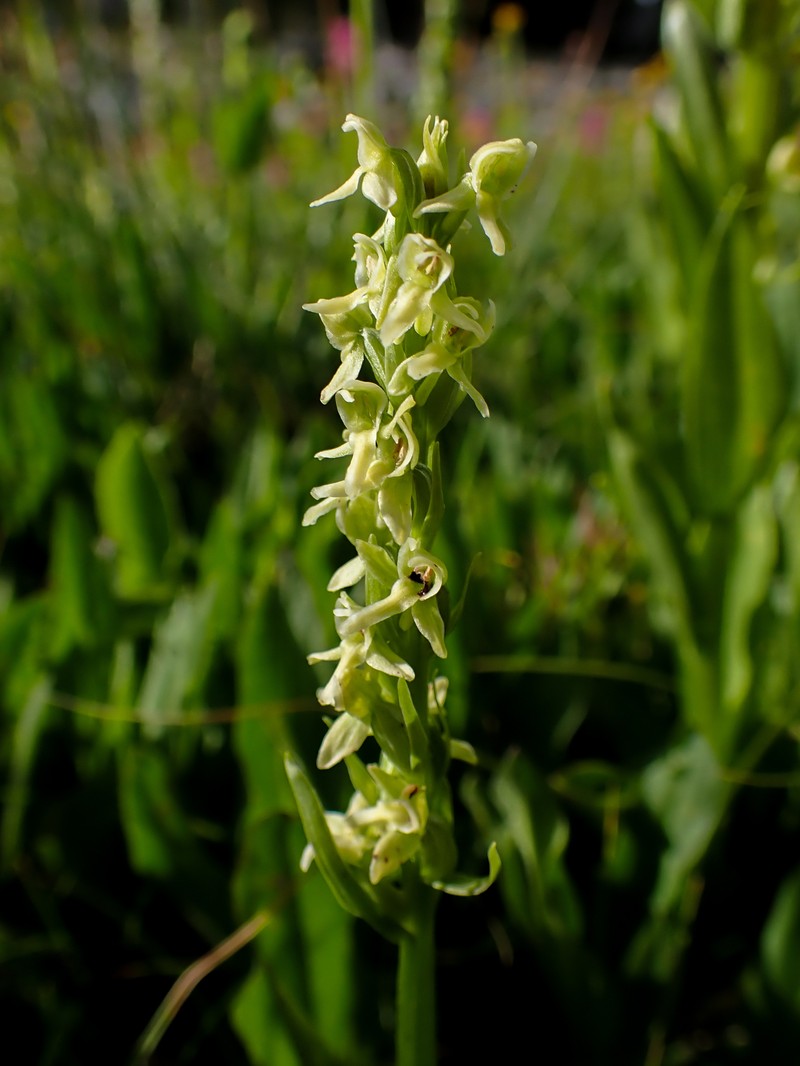 Platanthera × estesii photo 2
