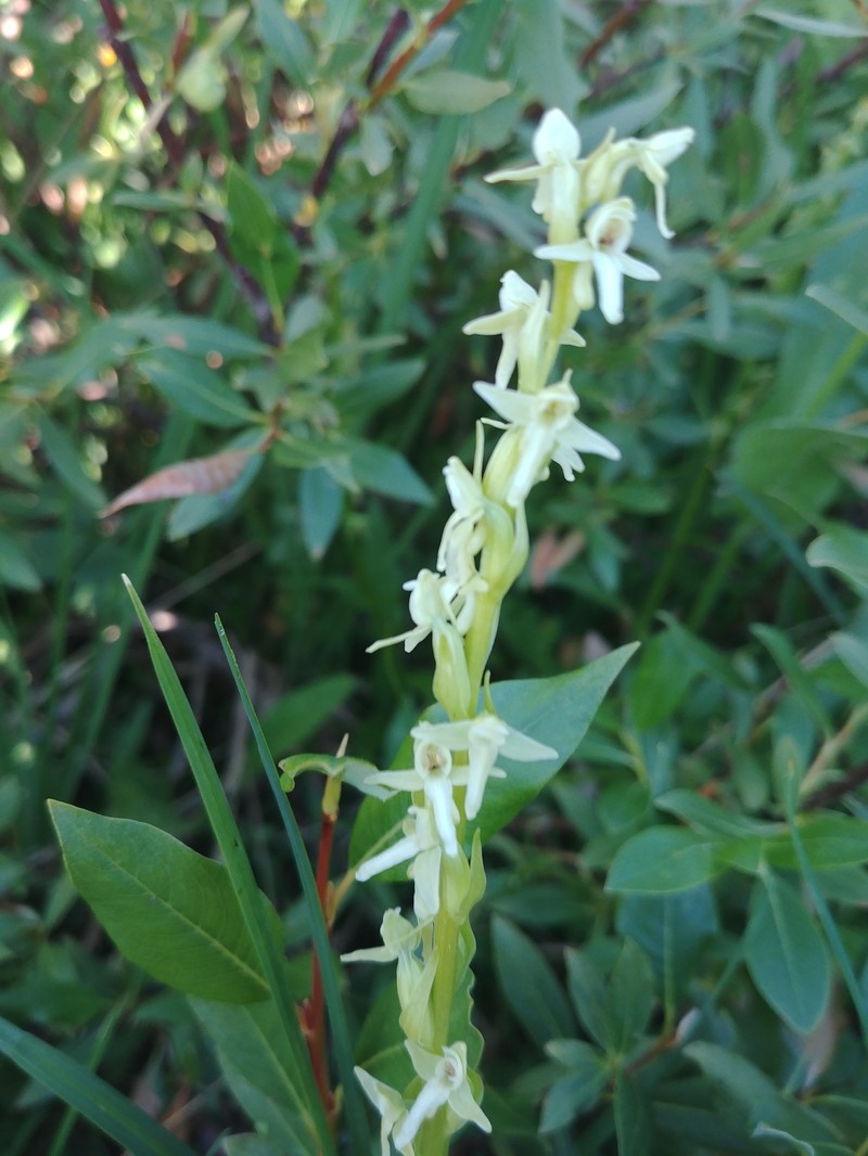 Platanthera × estesii photo 5