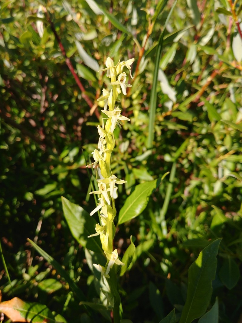 Platanthera × estesii photo 6