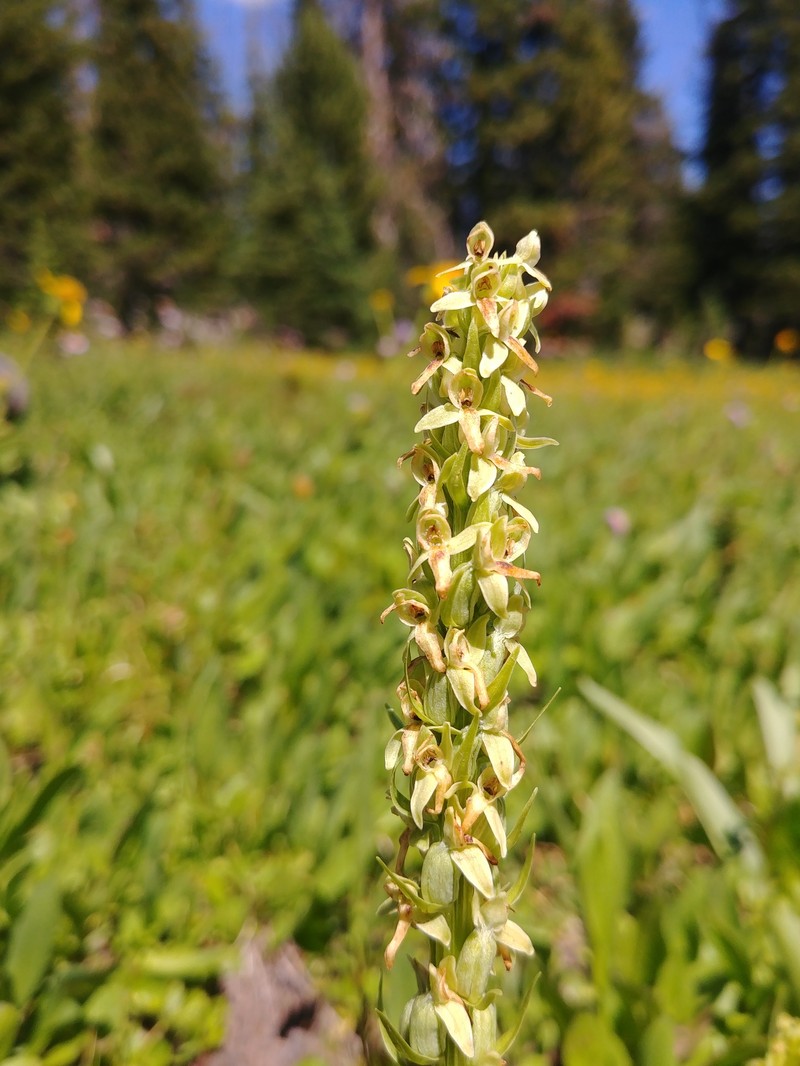Platanthera × estesii photo 7