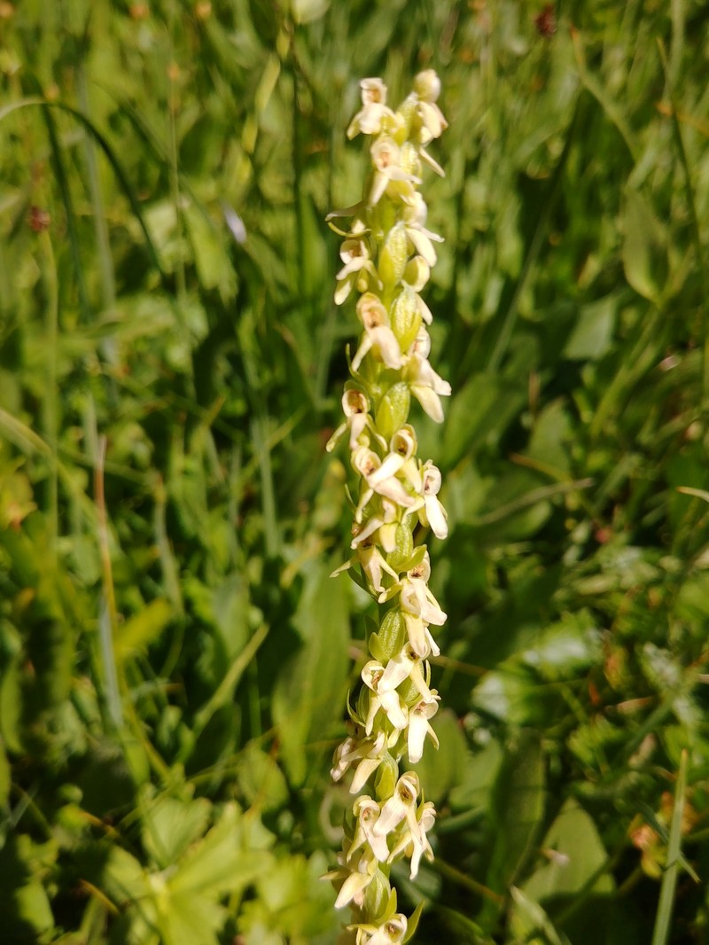 Platanthera × estesii photo 8