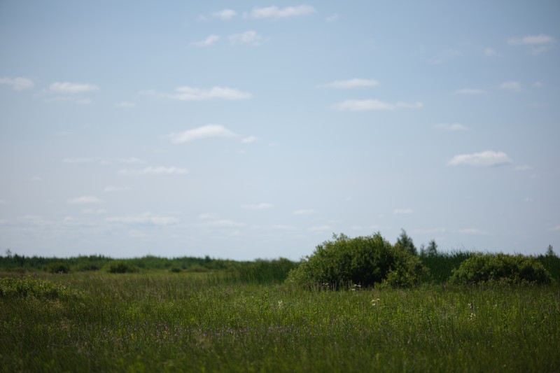 Fringed Orchid photo 2