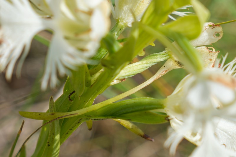 Fringed Orchid photo 4