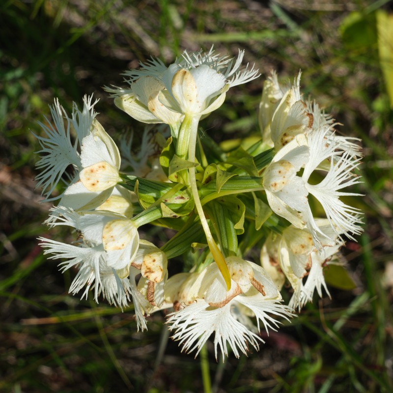Fringed Orchid photo 5