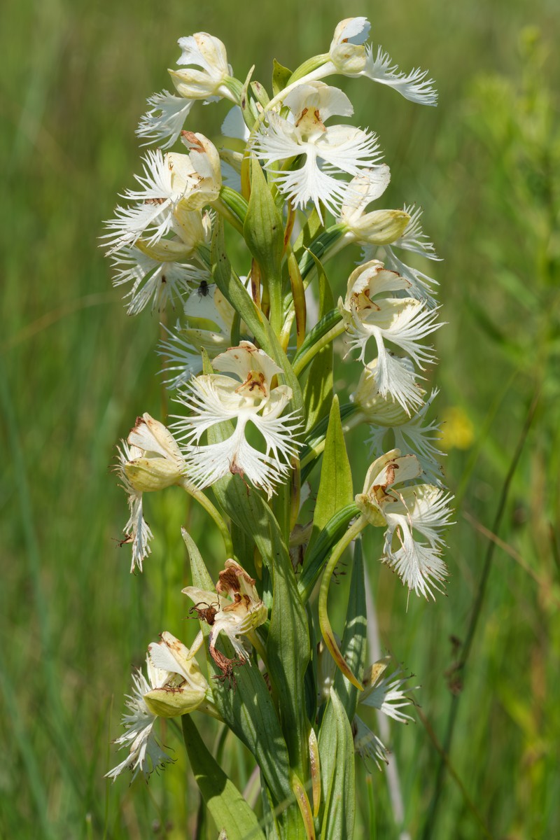 Fringed Orchid photo 6