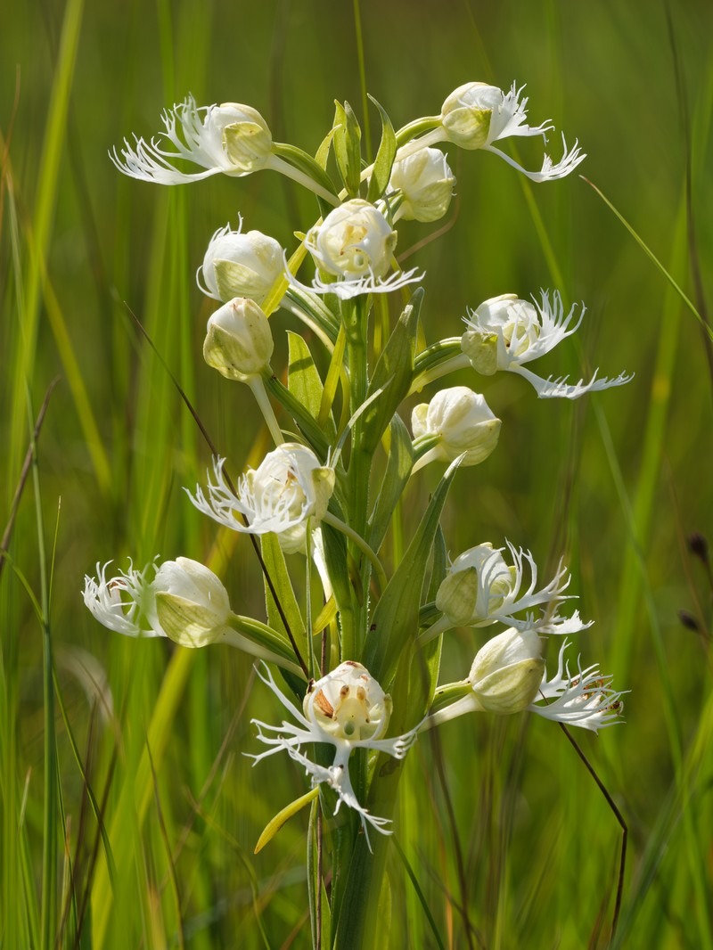 Fringed Orchid photo 8