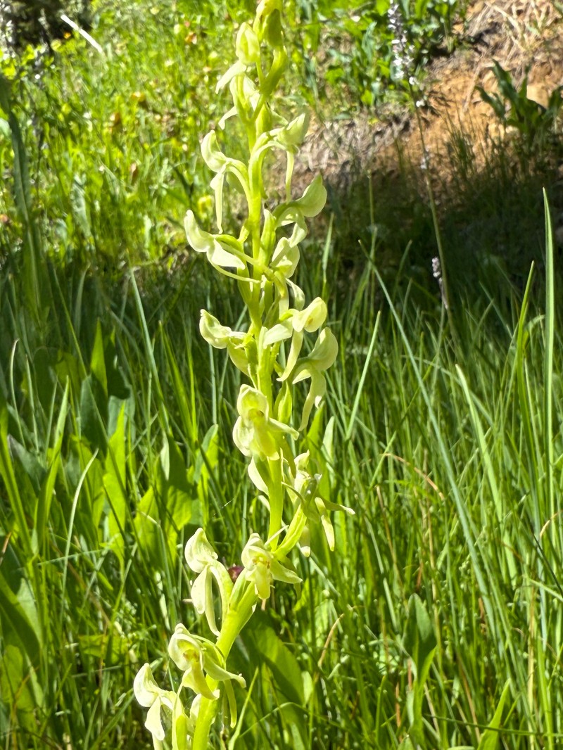 Green Orchid