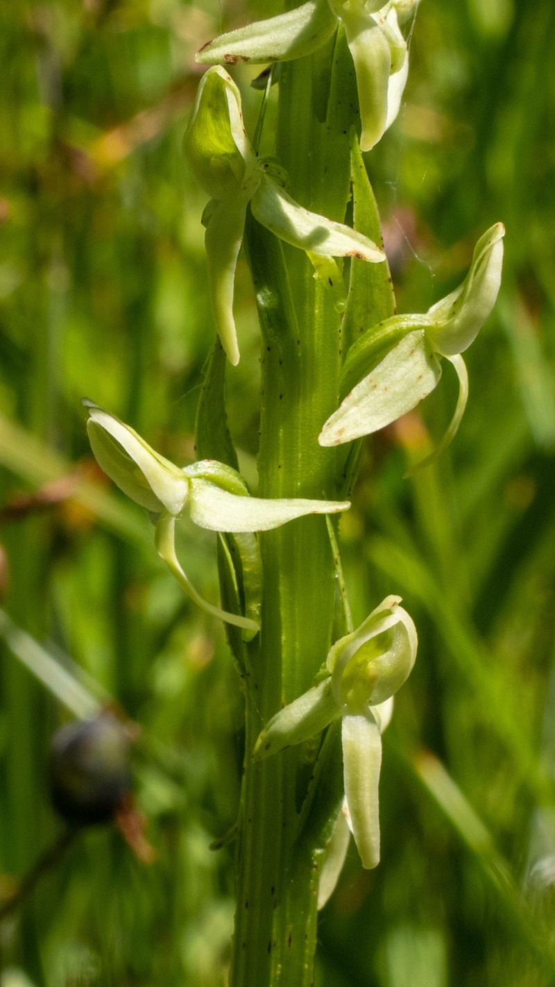 Green Orchid photo 2