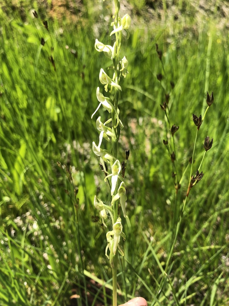 Green Orchid photo 3
