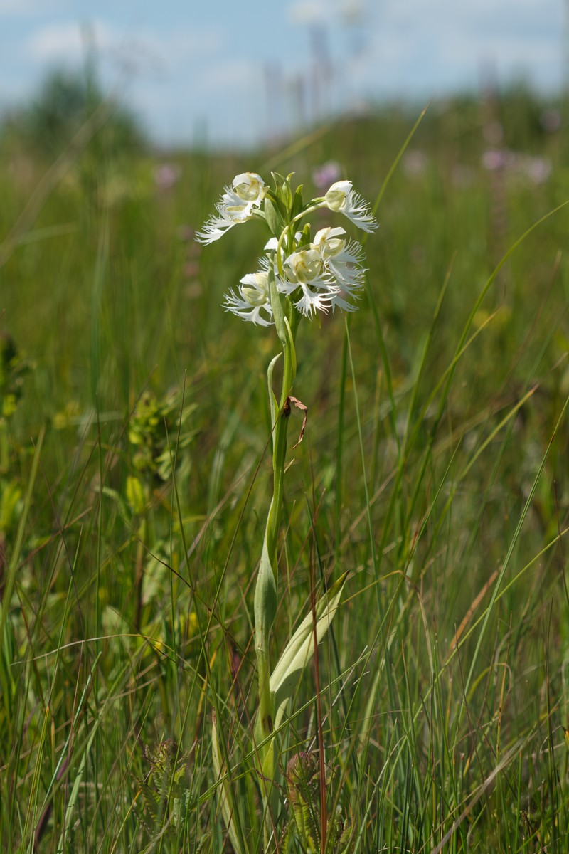Fringed Orchid photo 3