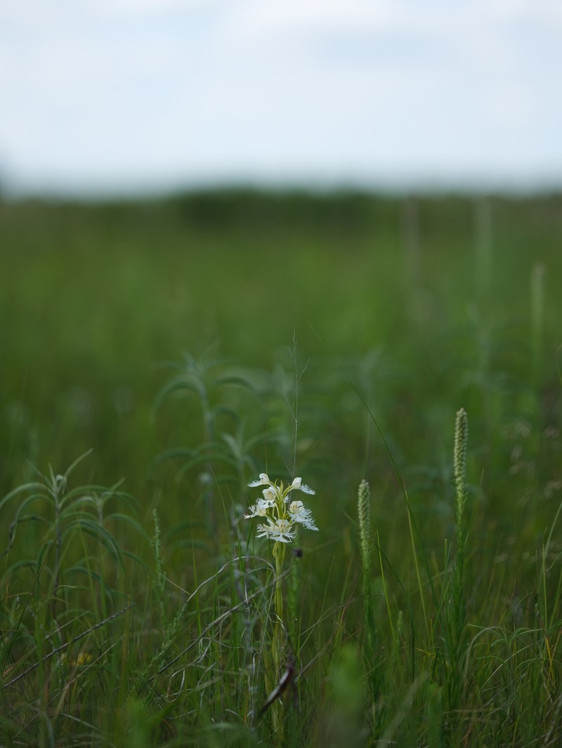 Fringed Orchid photo 7