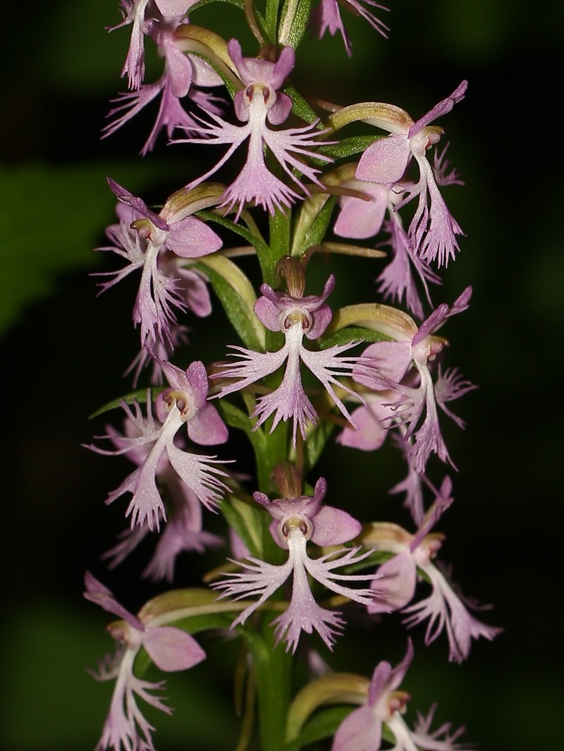 Fringed Orchid photo 2