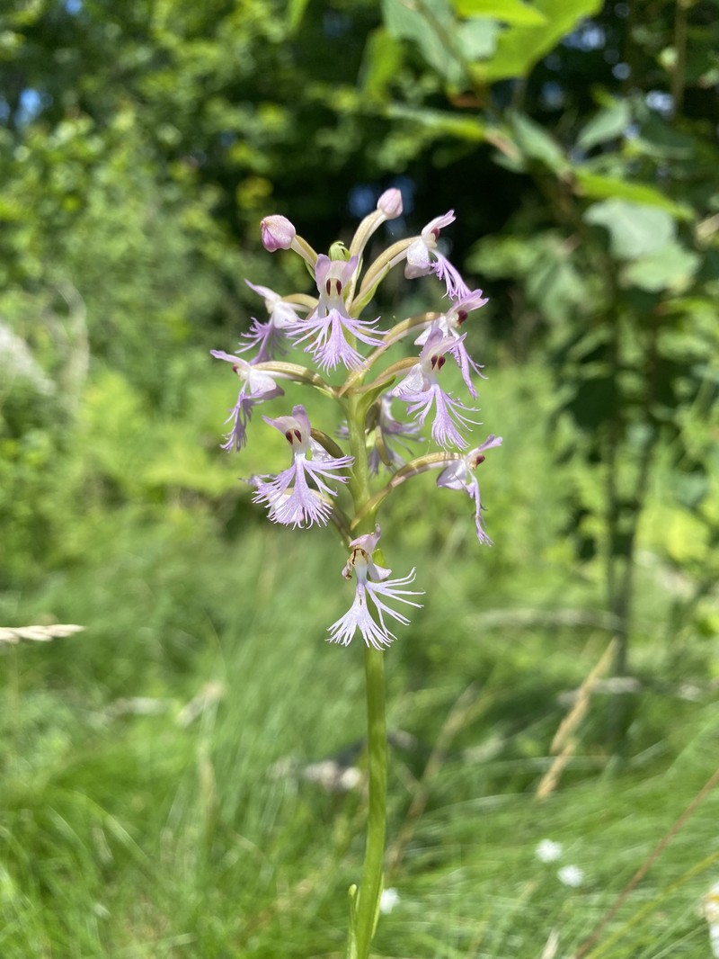 Fringed Orchid photo 3