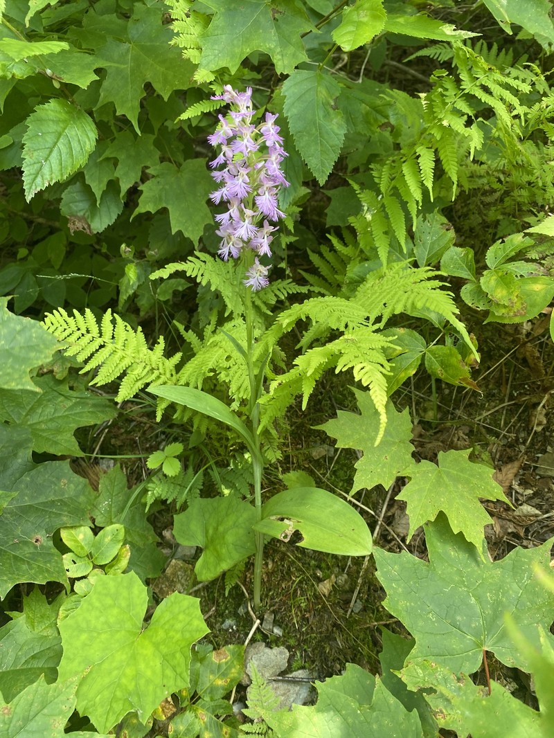 Fringed Orchid photo 4