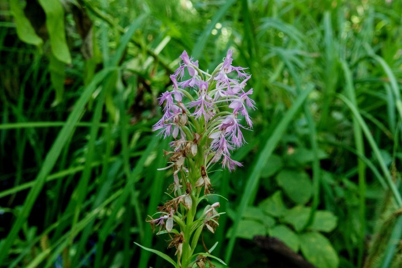 Fringed Orchid photo 5