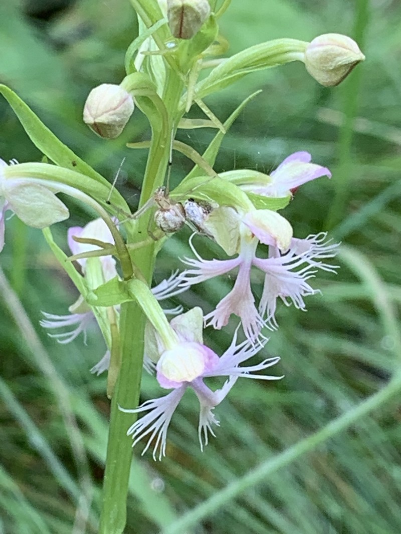 Fringed Orchid photo 6