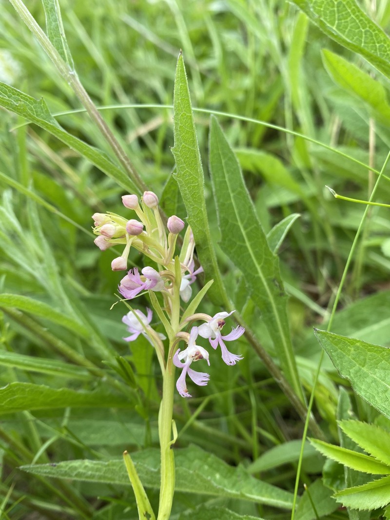 Fringed Orchid photo 7
