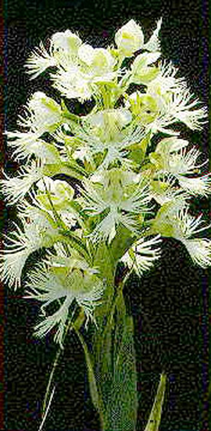 Fringed Orchid