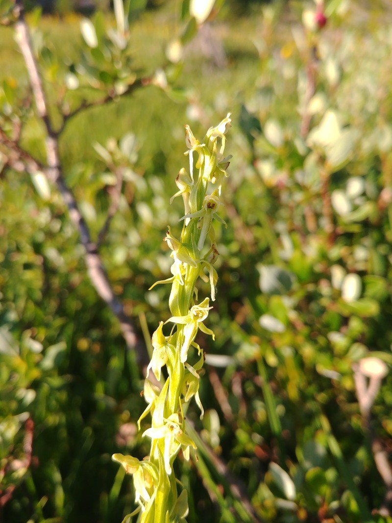 Green Orchid photo 3