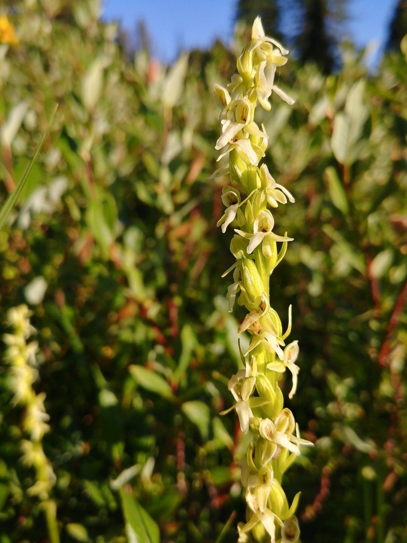 Green Orchid photo 4