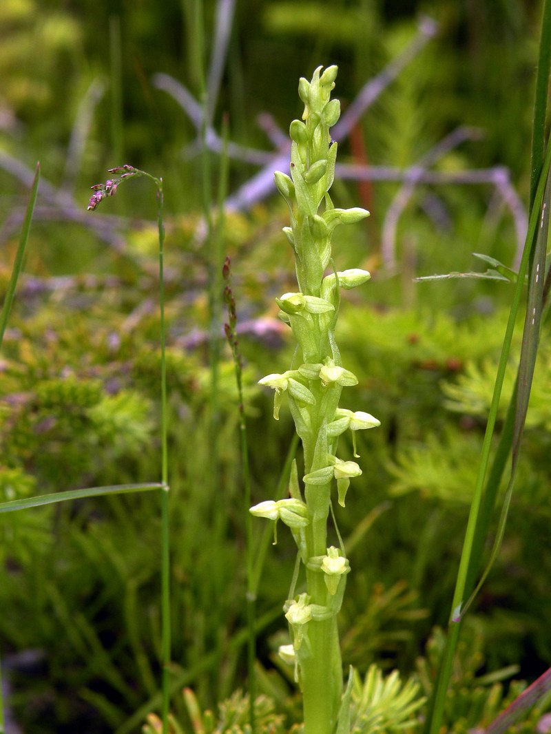 Northern Green Orchid