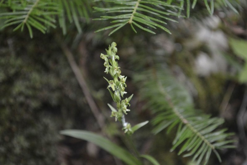 Northern Green Orchid photo 7