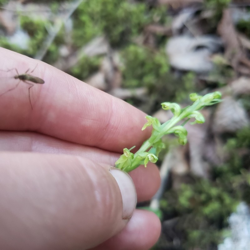 Platanthera aquilonis photo 2