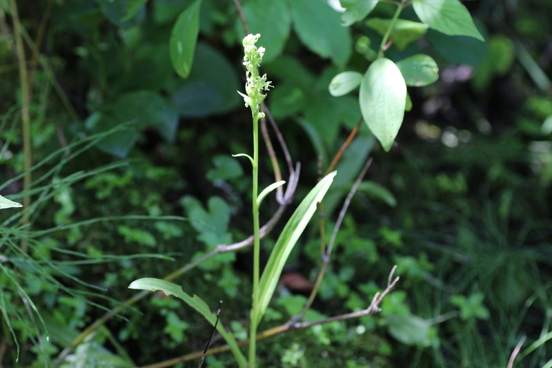 Platanthera aquilonis photo 5