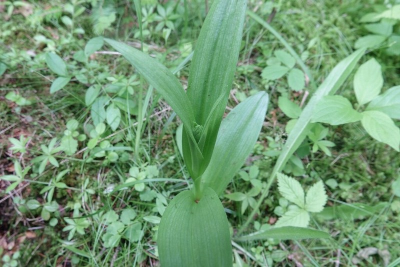 Platanthera aquilonis photo 7