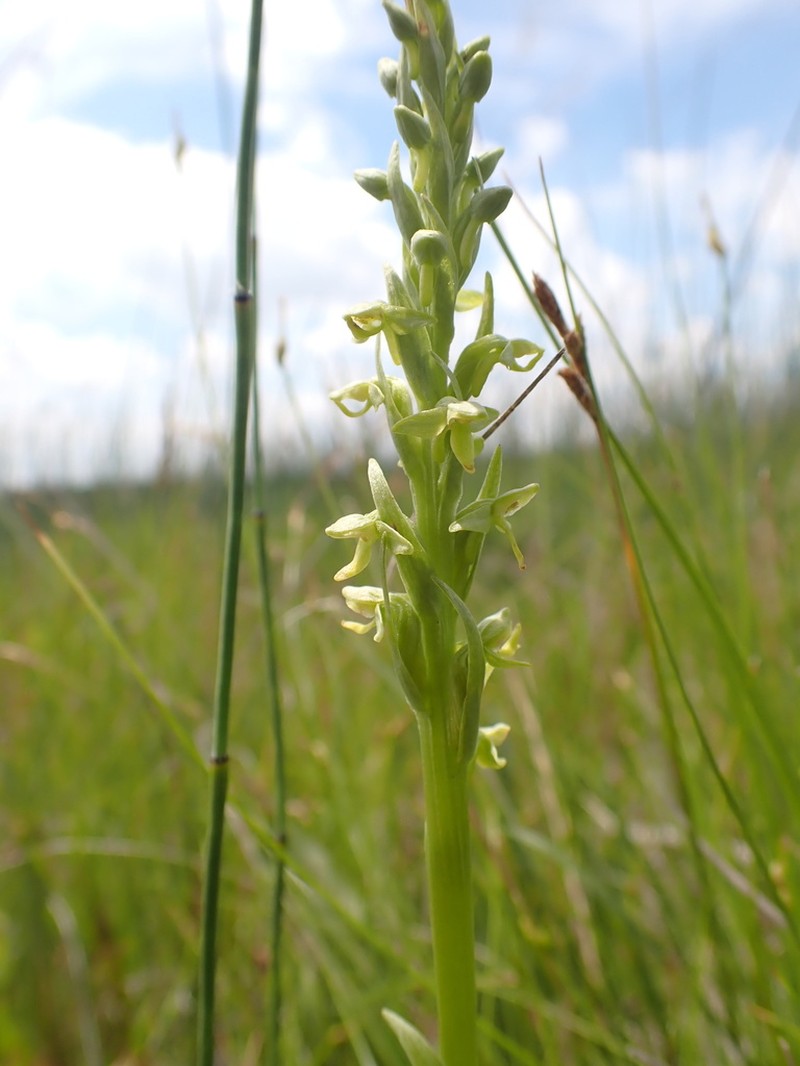 Platanthera aquilonis photo 3