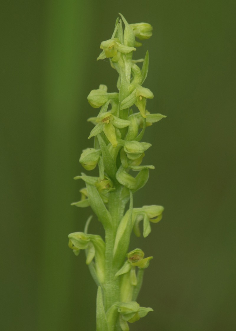 Platanthera aquilonis photo 4