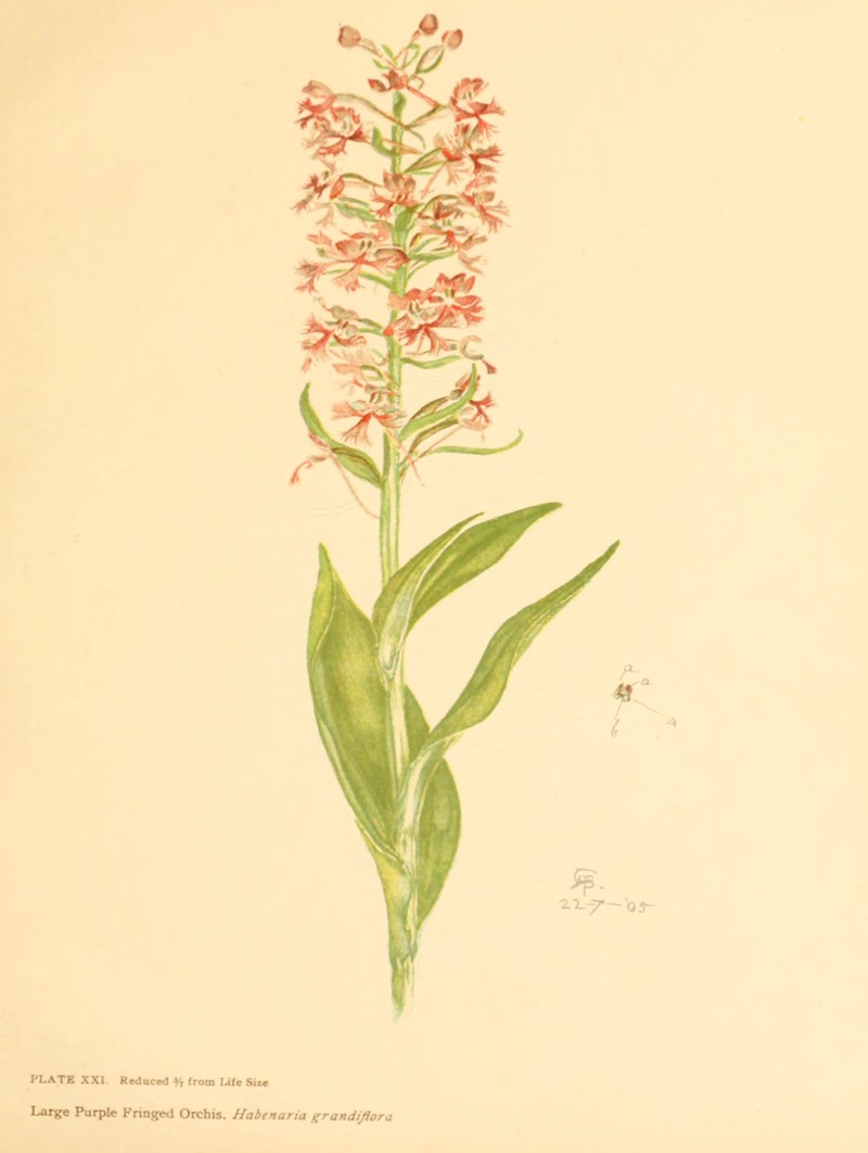 Fringed Orchid