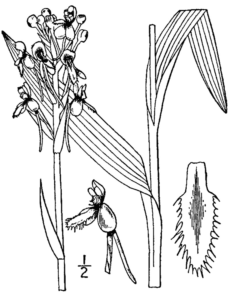 White Fringed Orchid