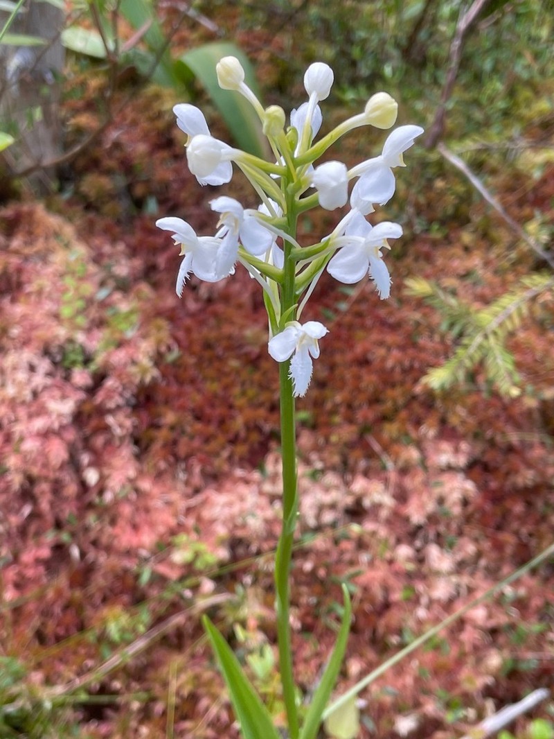 White Fringed Orchid photo 2
