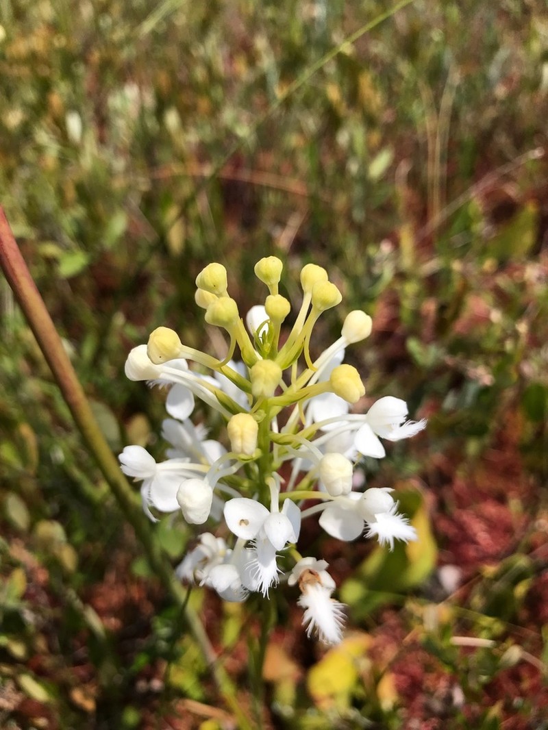 White Fringed Orchid photo 3