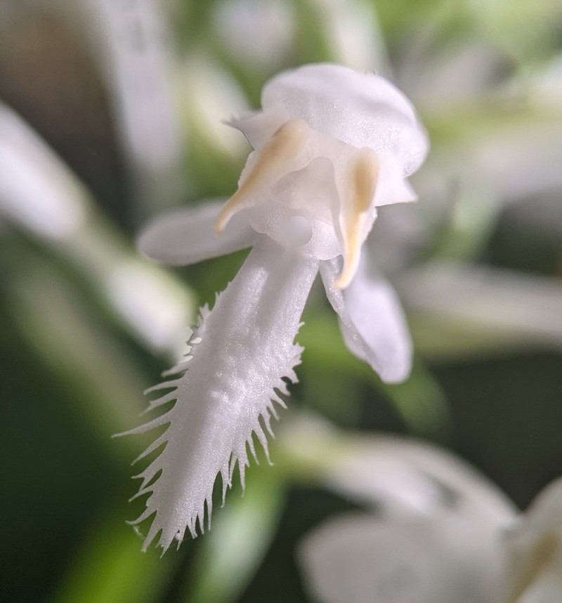 White Fringed Orchid photo 4