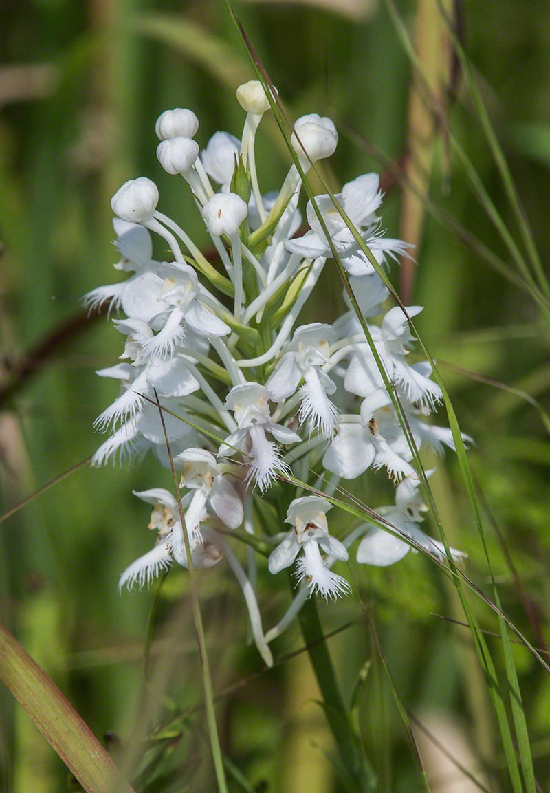 White Fringed Orchid photo 5