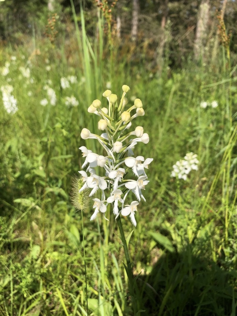 White Fringed Orchid photo 6