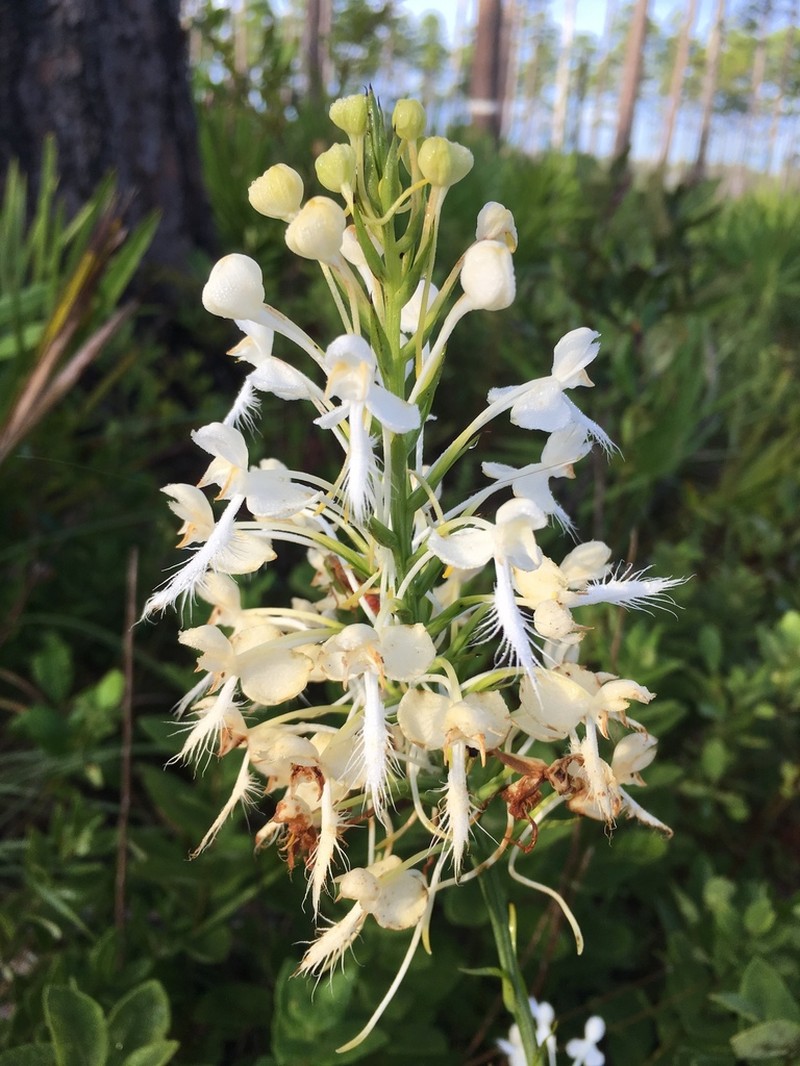 White Fringed Orchid photo 8