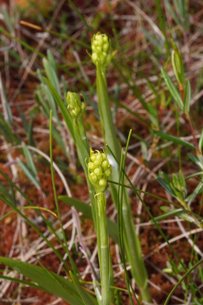 Platanthera blephariglottis var. blephariglottis