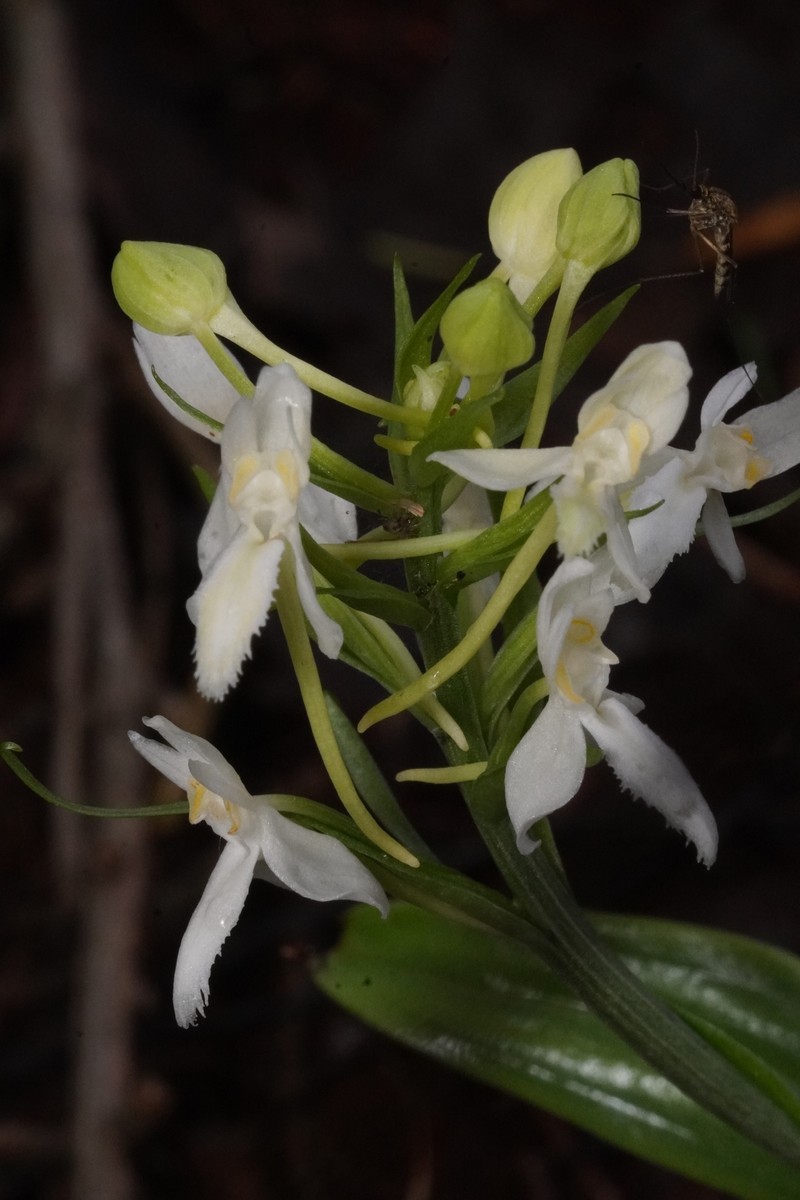 Platanthera blephariglottis var. blephariglottis photo 2
