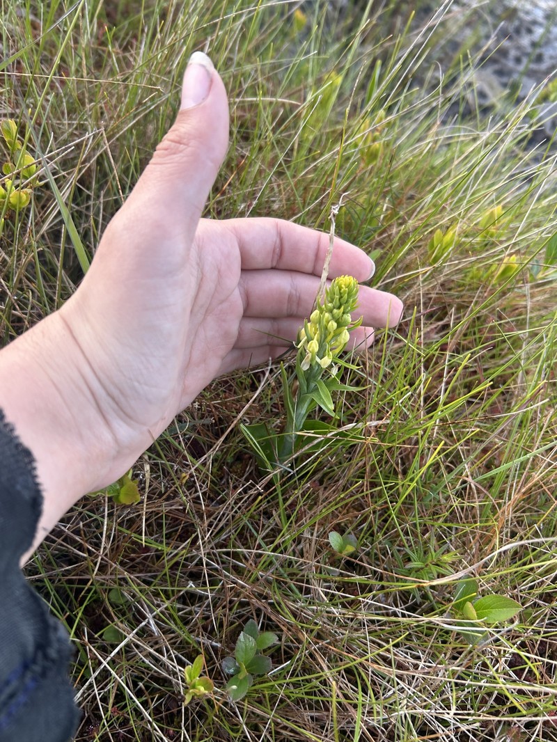 Platanthera blephariglottis var. blephariglottis photo 3