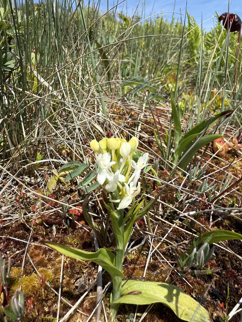 Platanthera blephariglottis var. blephariglottis photo 4