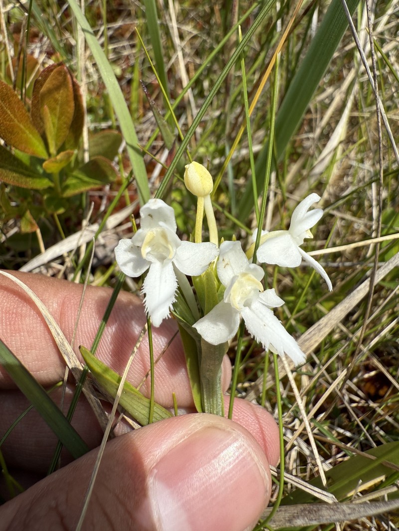 Platanthera blephariglottis var. blephariglottis photo 5