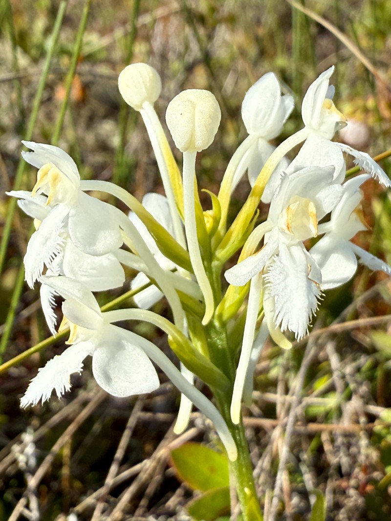 Platanthera blephariglottis var. blephariglottis photo 6