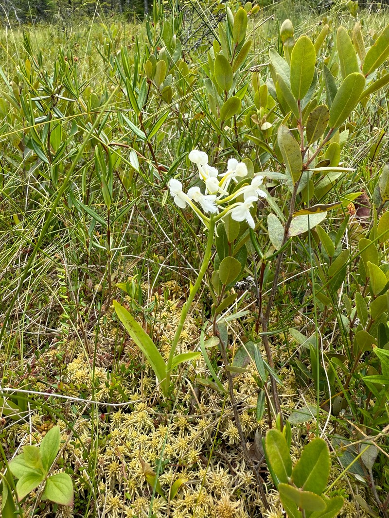 Platanthera blephariglottis var. blephariglottis photo 8