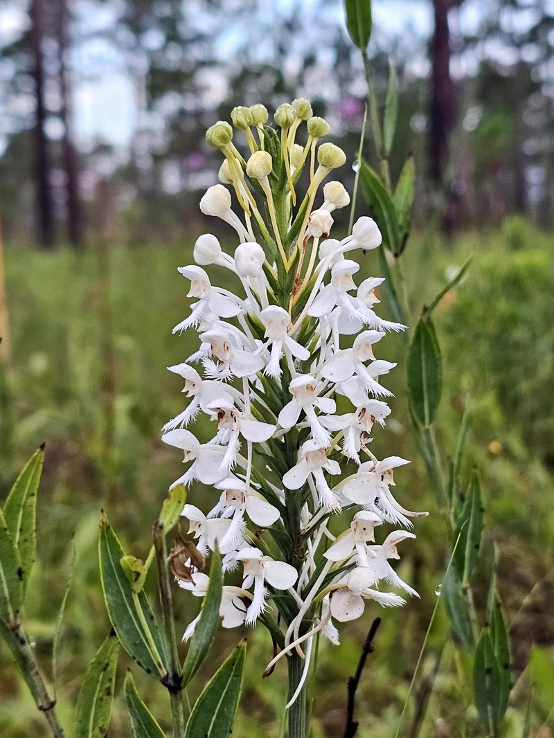Platanthera blephariglottis var. conspicua